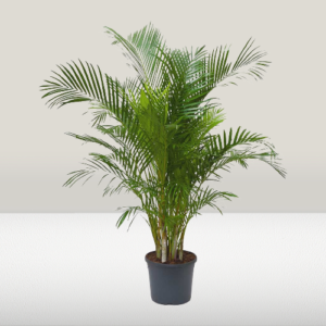 Chrysalidocarpus lut. (Areca)