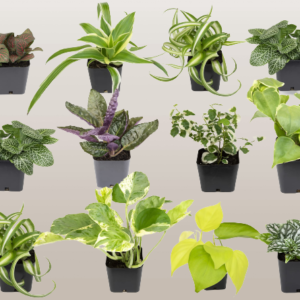 House Plants Mix 24 Varieties