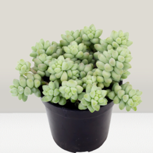 Sedum Burrito