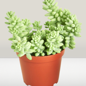 Sedum Burrito