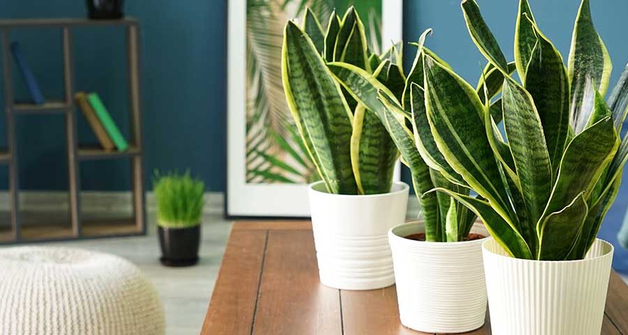 Snake Plant