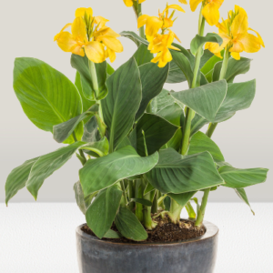 Canna indica Yellow flower
