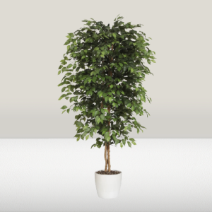 Ficus Benjamina