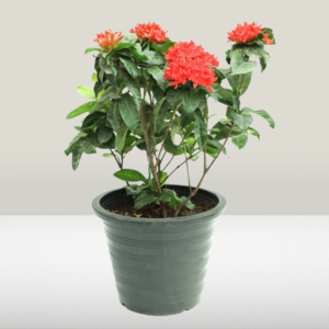 Ixora Chinensis Red