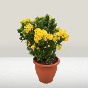 Ixora Chinensis Yellow