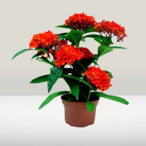 Ixora Coccinea Red